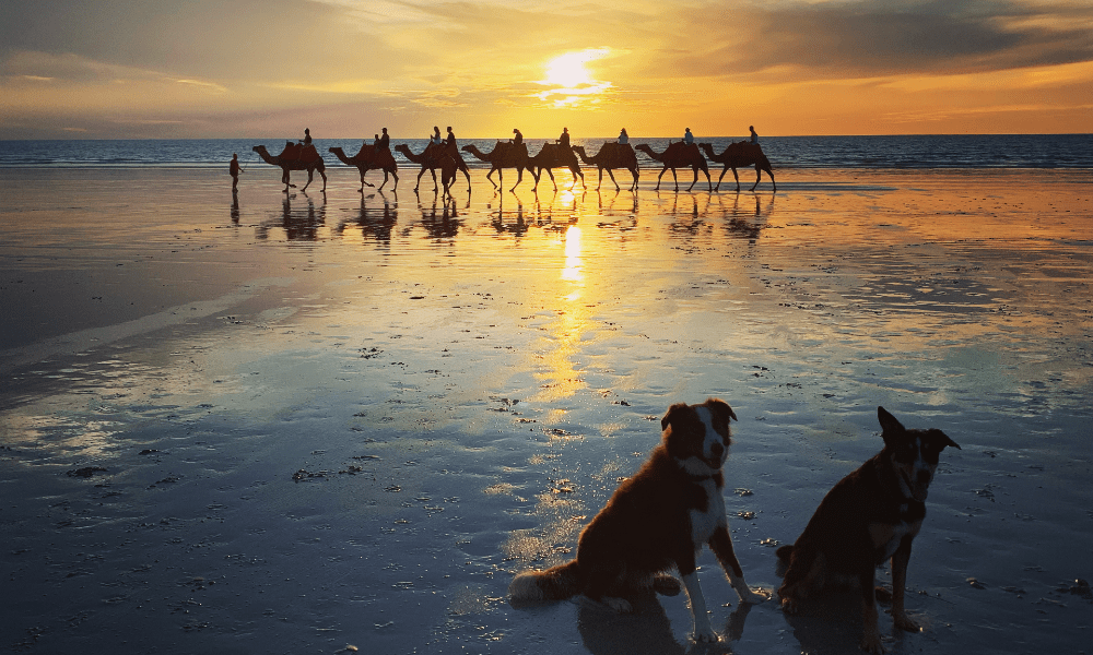 Cable Beach 24h Dog Friendly Beach Pupsy