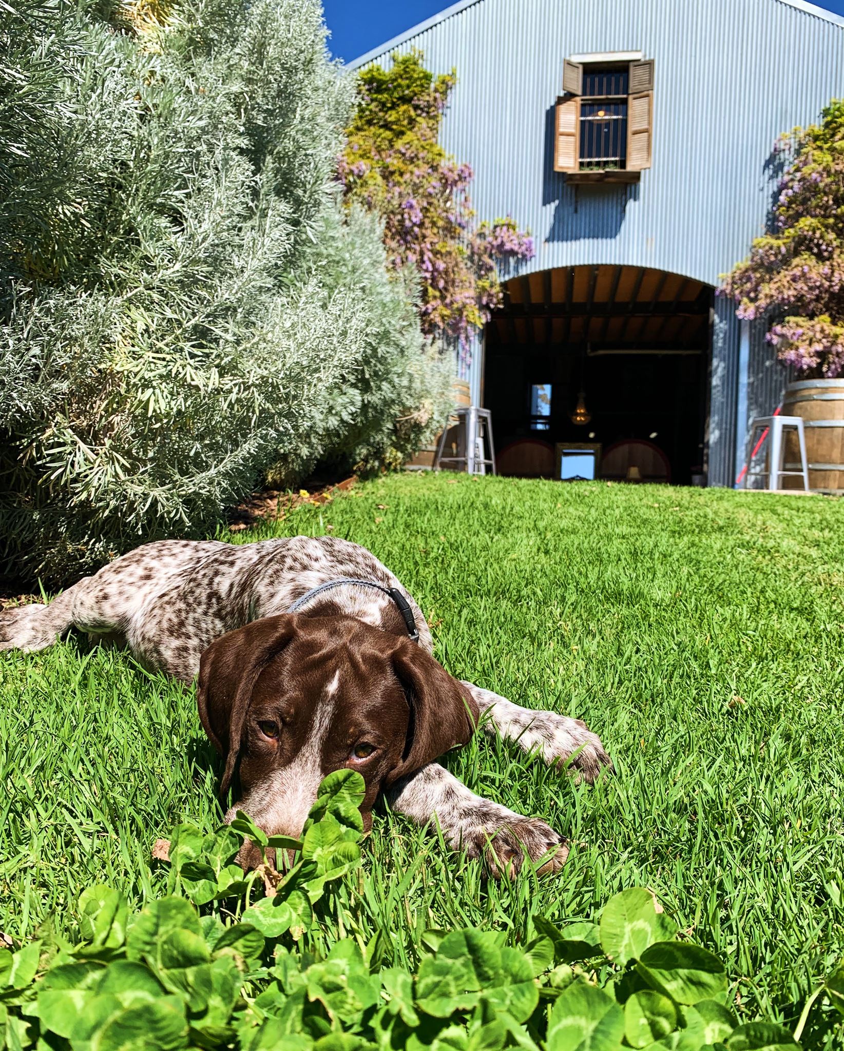Lowe Family Wines Dog Friendly Winery in Mudgee Pupsy