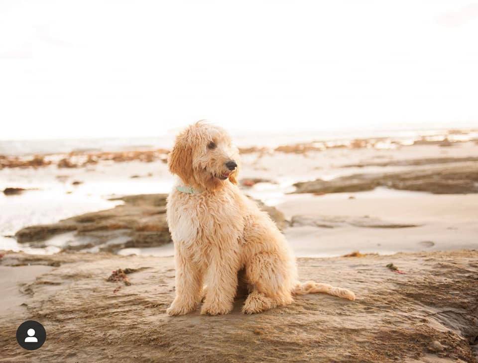 Ocean Grove Beach 24h Dog Friendly Beach in Barwon Heads Pupsy