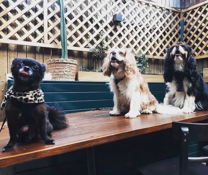 The Duke Dog Friendly Pub in Enmore Pupsy