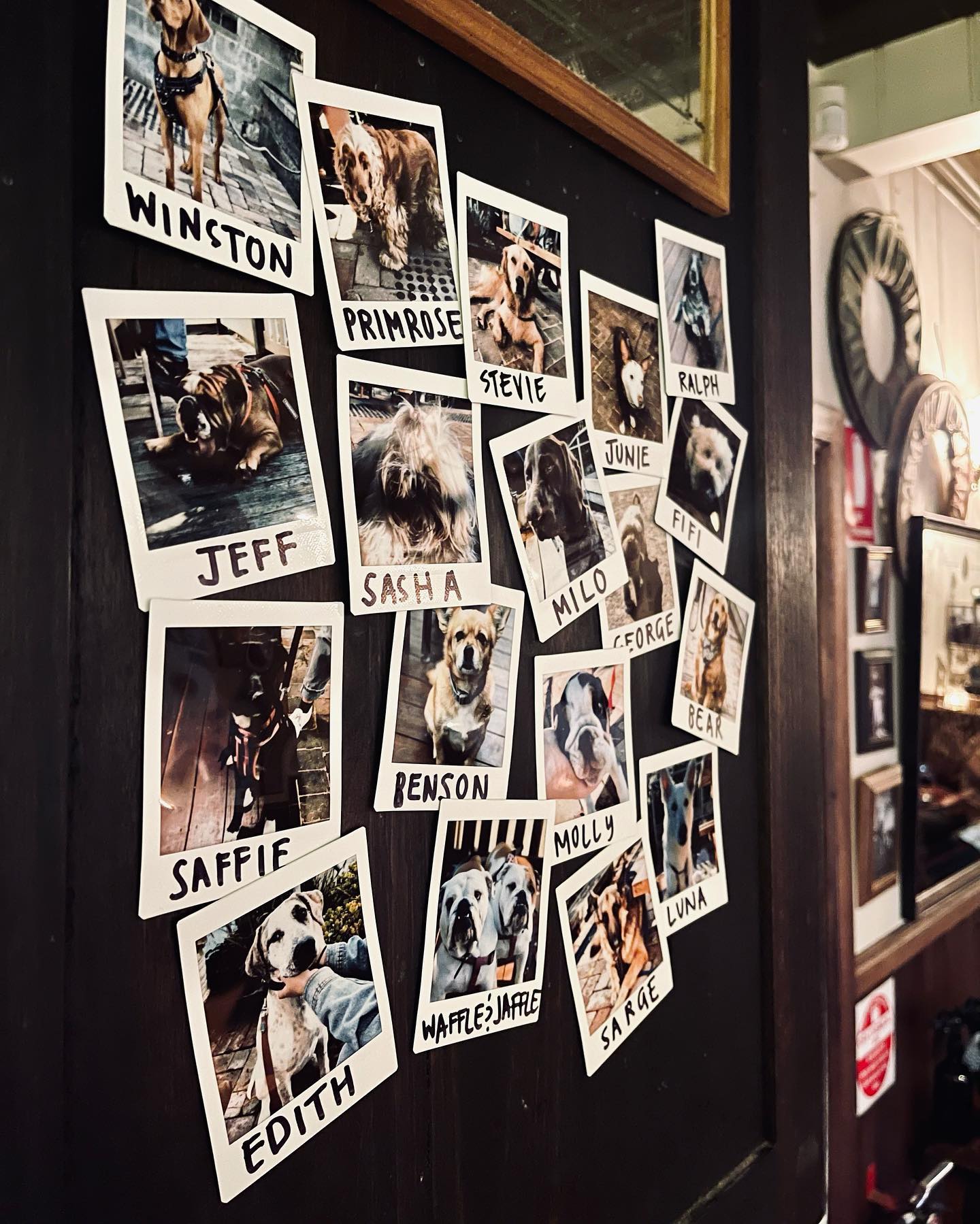 Dulcie's Cottage Dog Friendly Bar in Merimbula Pupsy