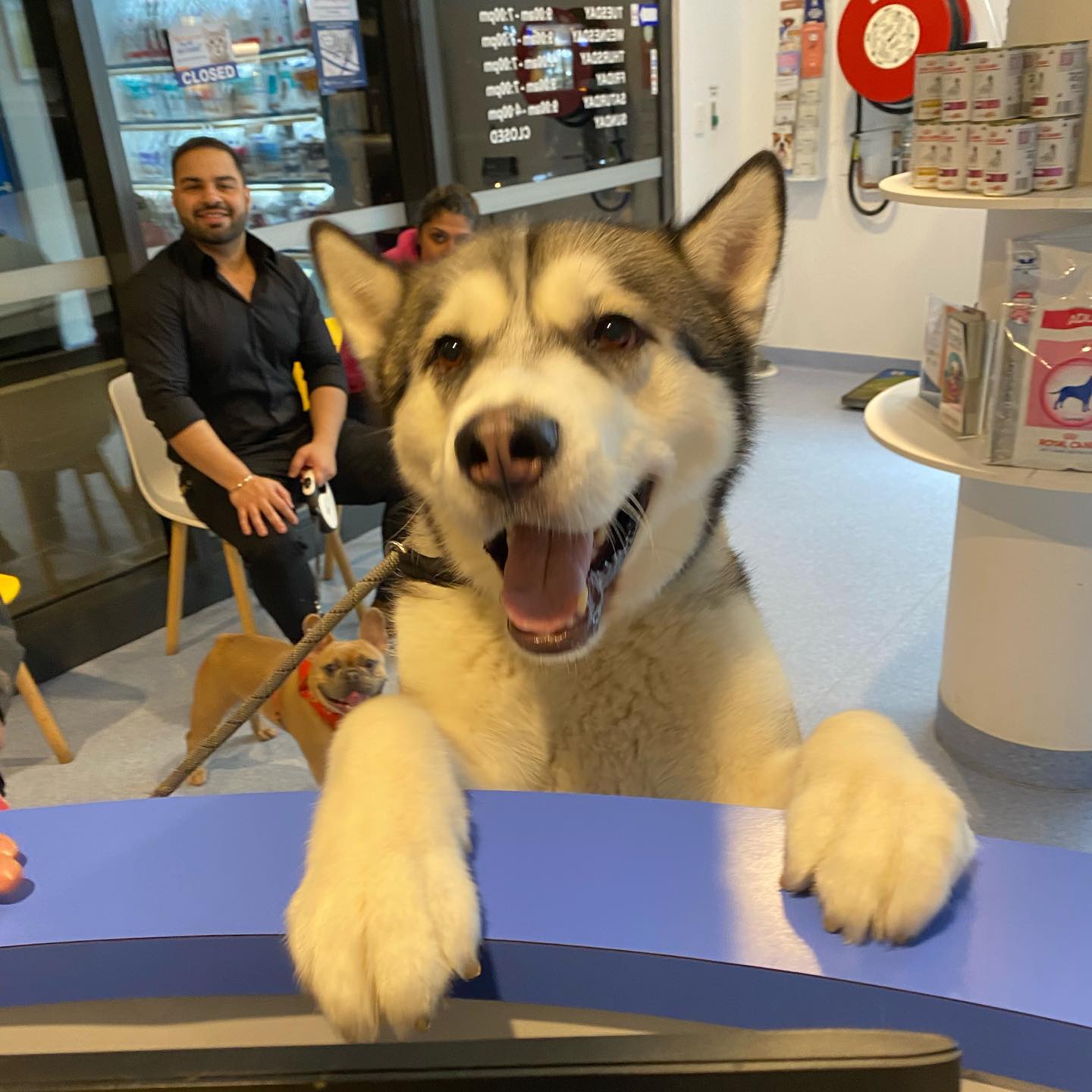 Harbourside Vet Hospital Vet in Wentworth Point Pupsy