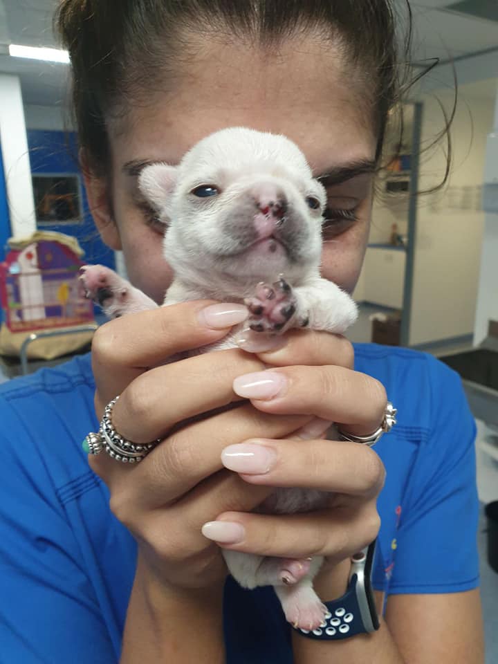 Harbourside Vet Hospital Vet in Wentworth Point Pupsy