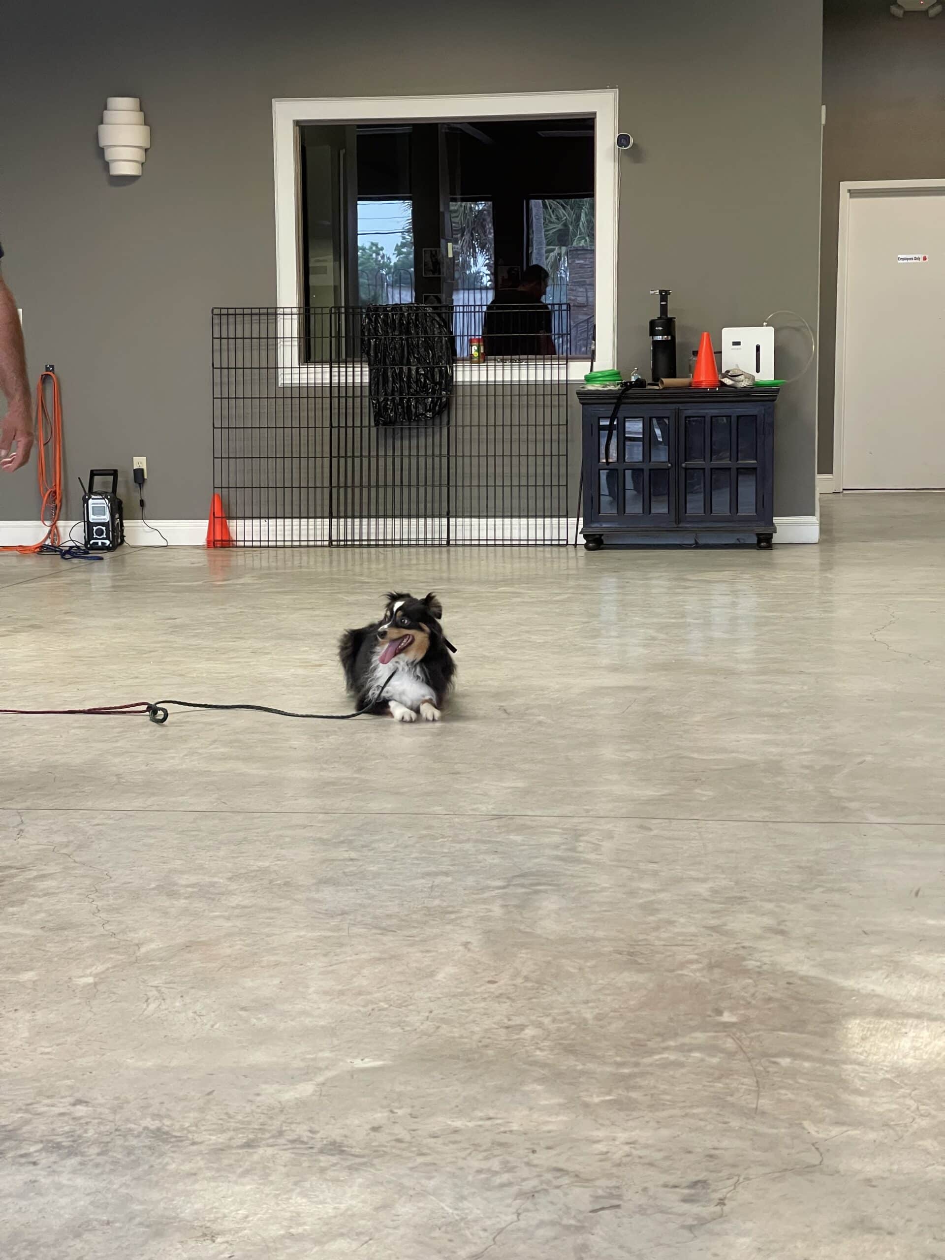 Puptown Dog Training Houston, TX