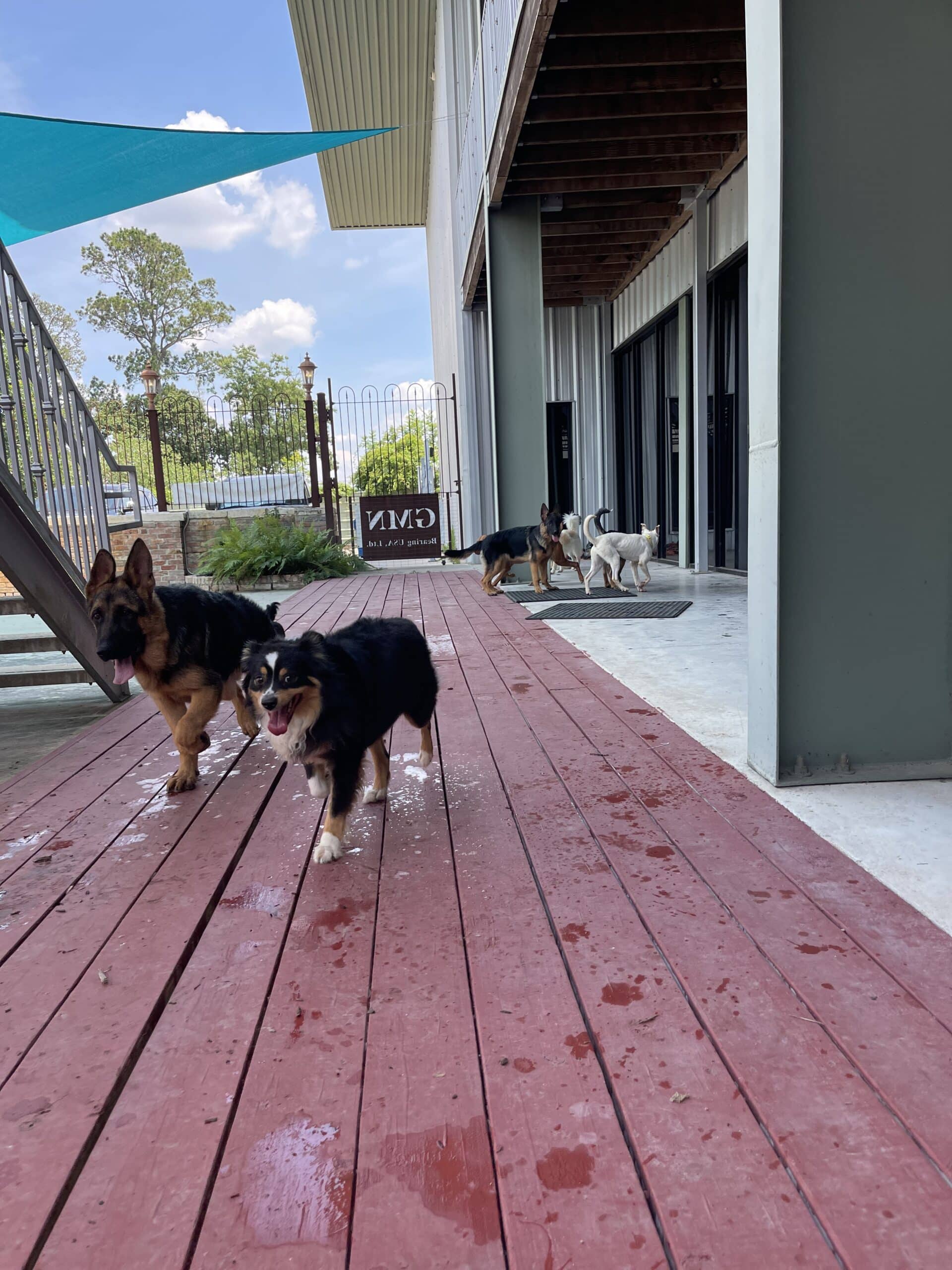 BO AUSTRALIAN SHEPHERD Puptown Dog Training Houston, TX