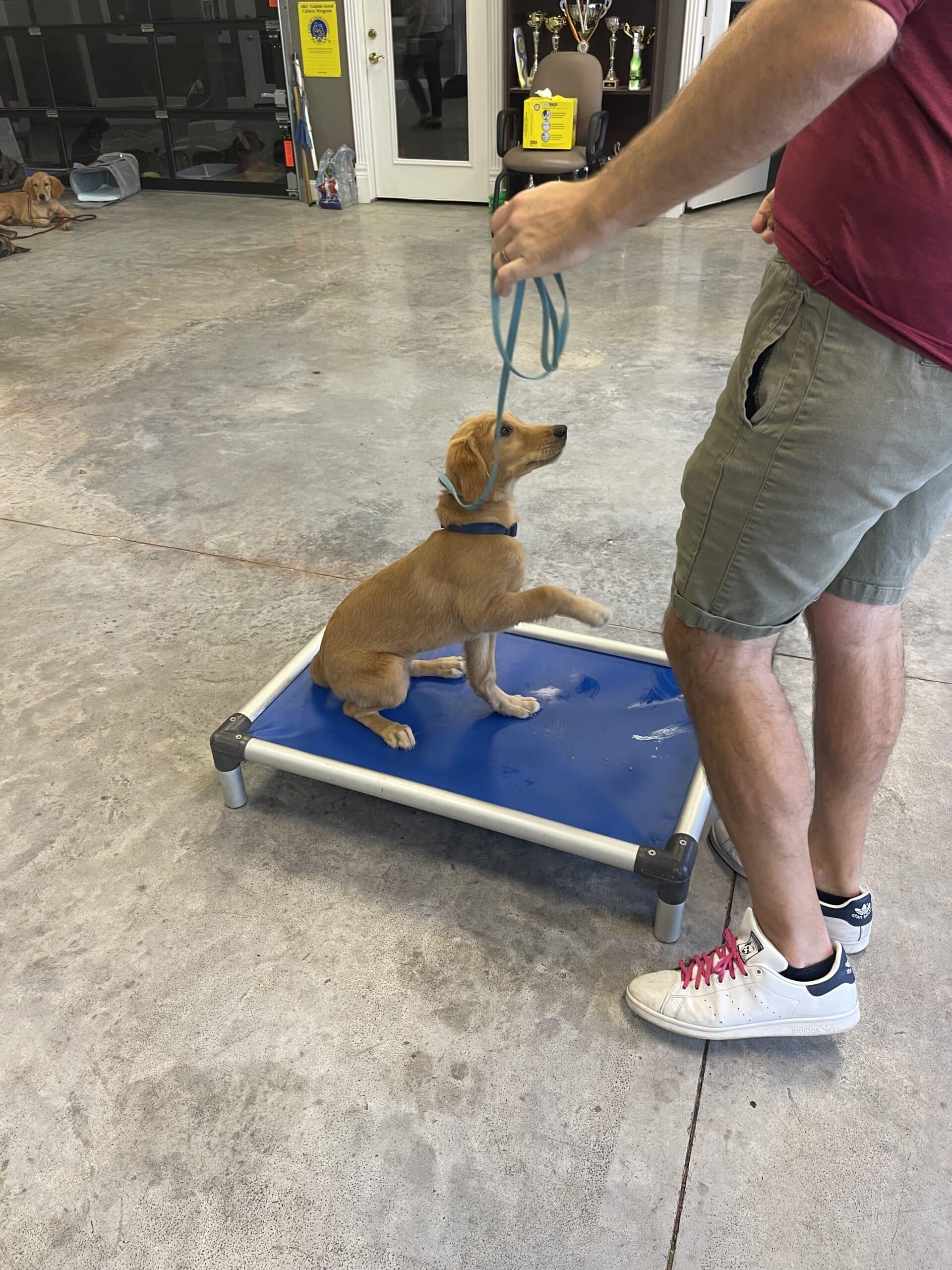 Puptown Dog Training Houston, TX