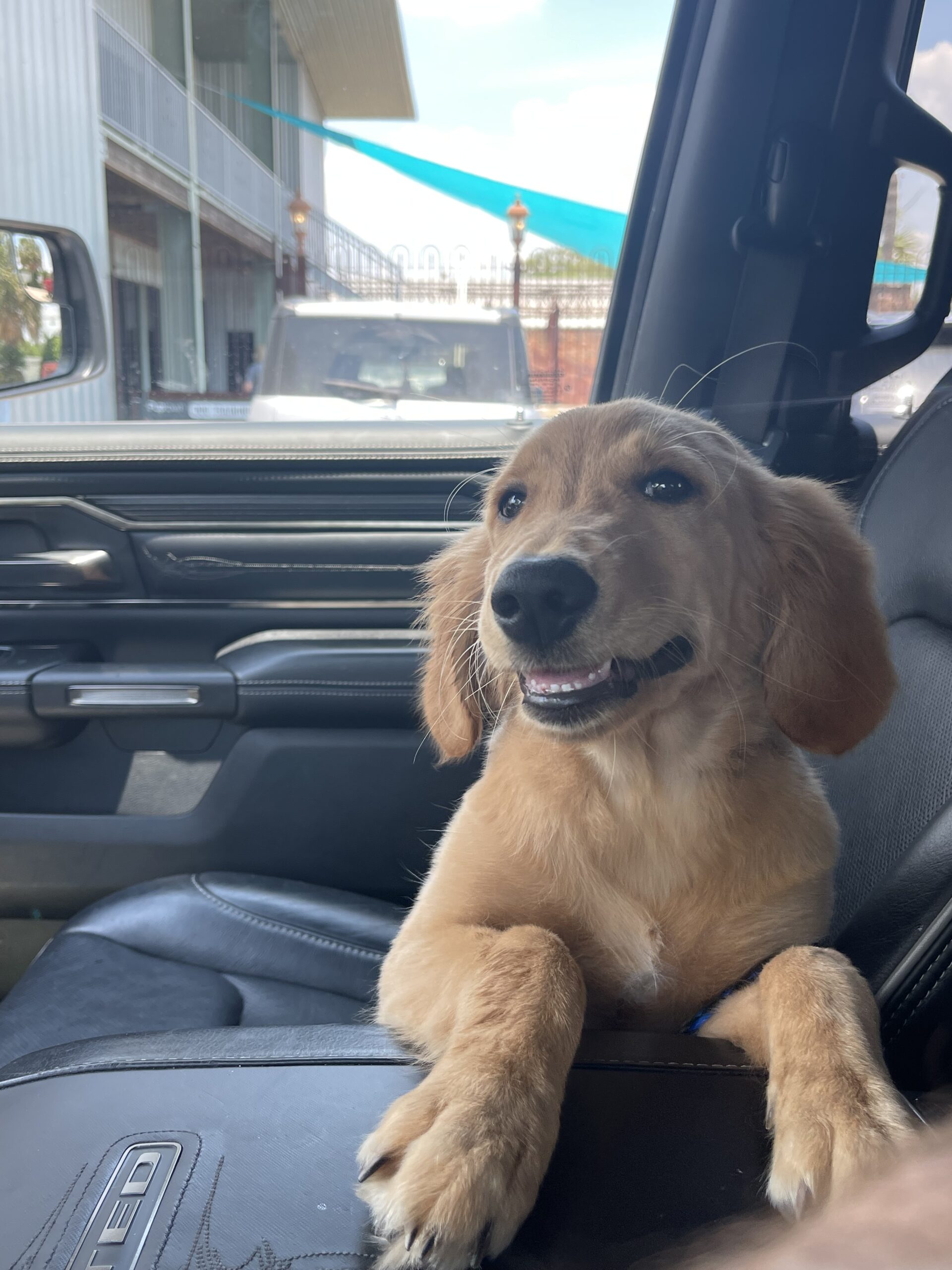 Puptown Dog Training Houston, TX