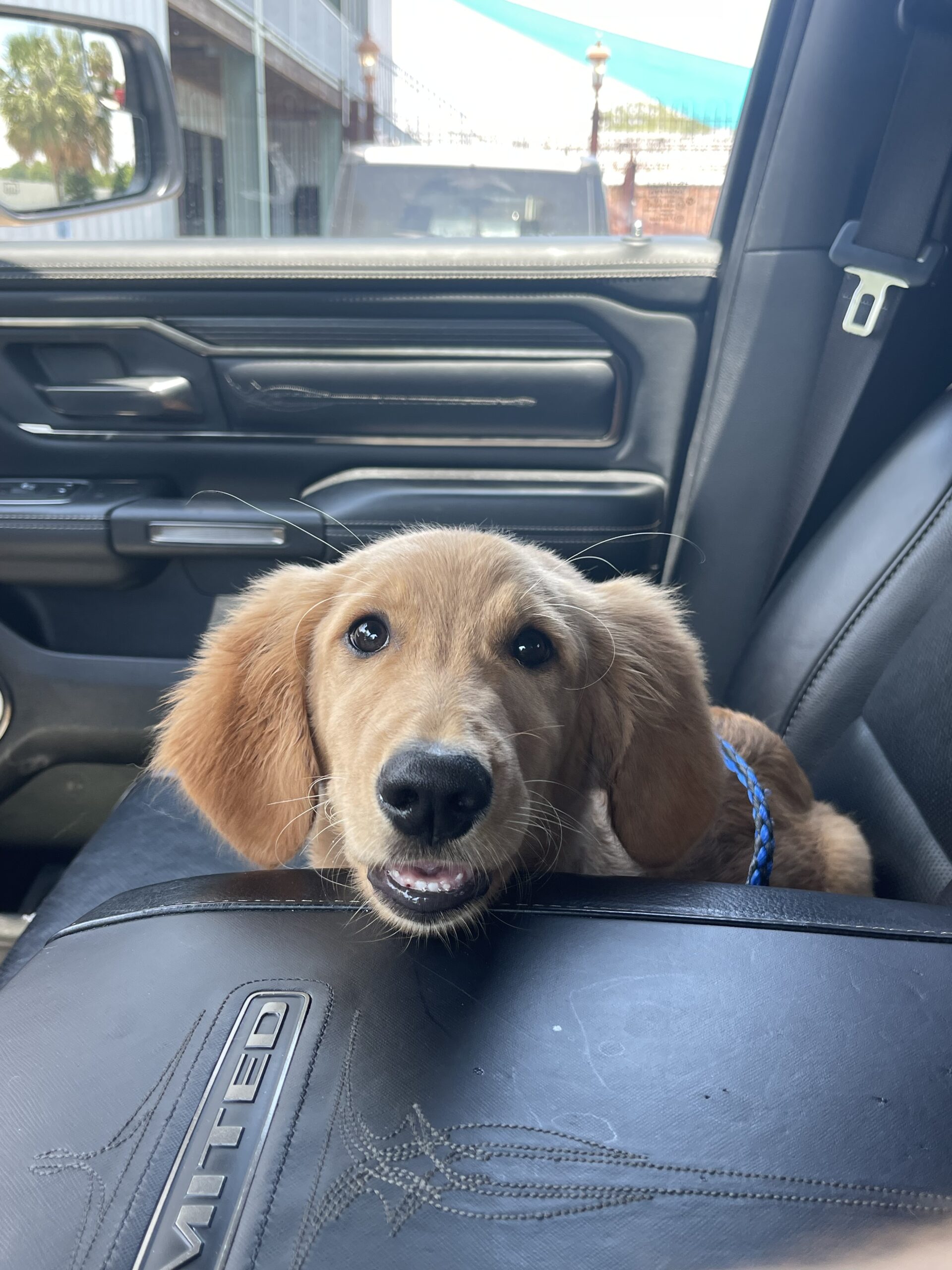 Puptown Dog Training Houston, TX