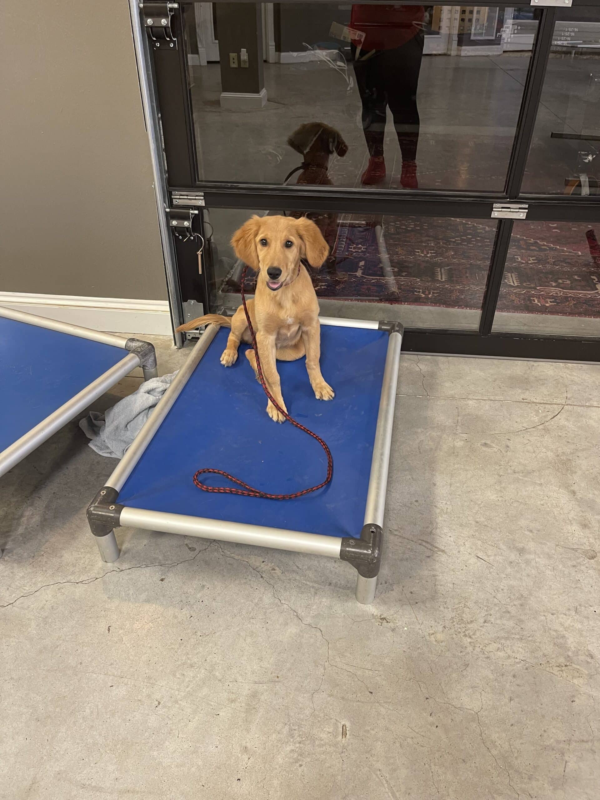 Puptown Dog Training Houston, TX