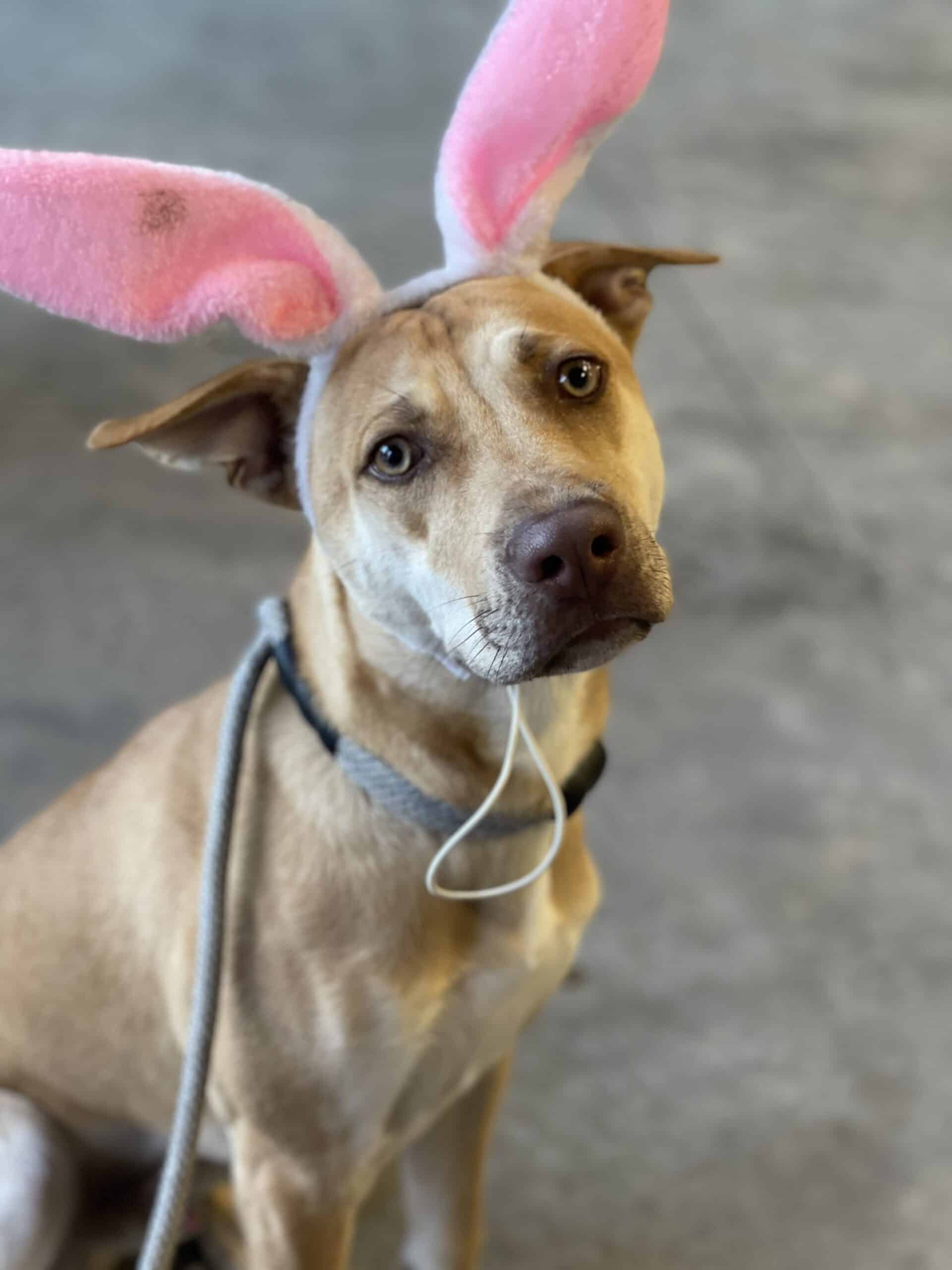 Puptown Dog Training Houston, TX