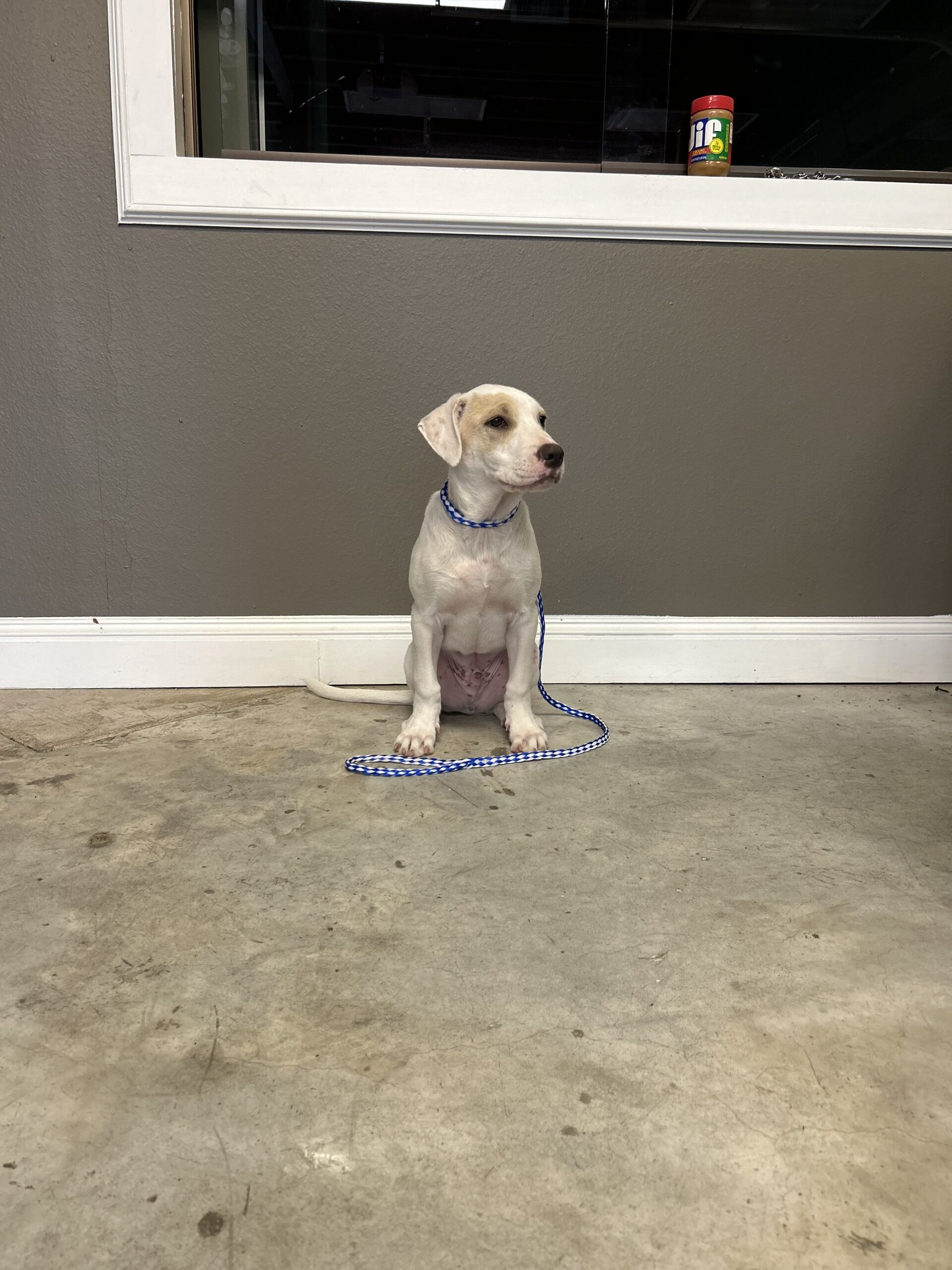 Puptown Dog Training Houston, TX