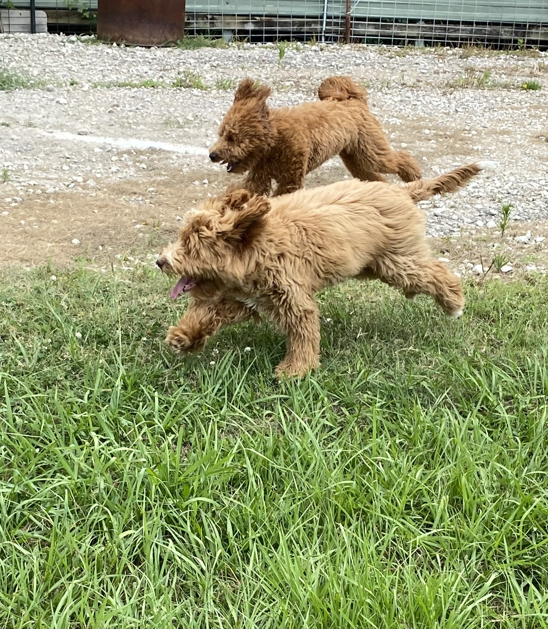 Puptown Dog Training Houston, TX