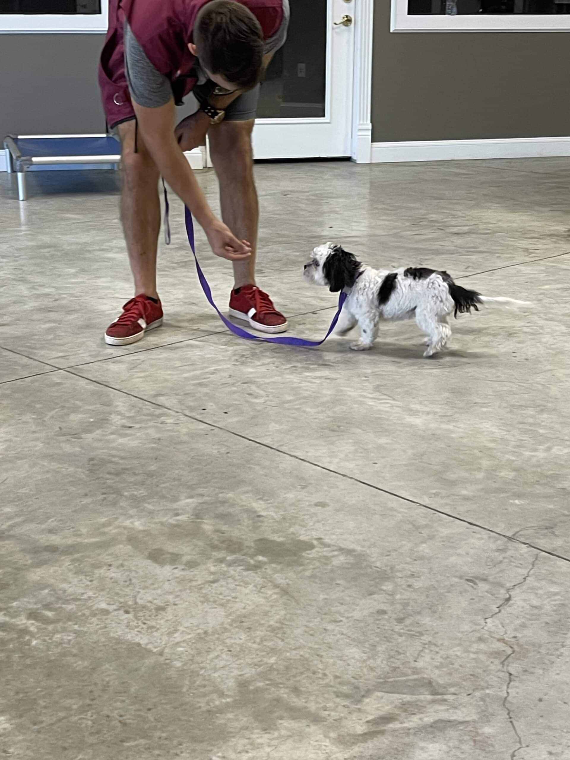 Puptown Dog Training Houston, TX