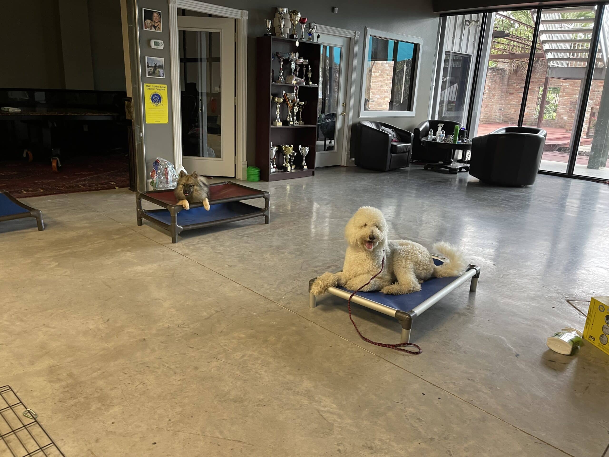 RILEY STANDARD POODLE Puptown Dog Training Houston, TX