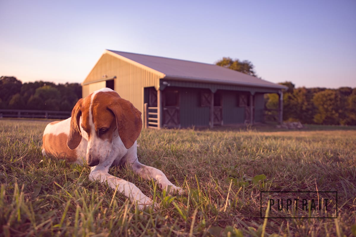 Dog Photography now available in York County Puptrait Pet Photography