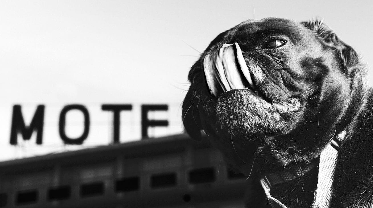 Will Spaying or Neutering Calm a Dog? Puptrait Pet Photography