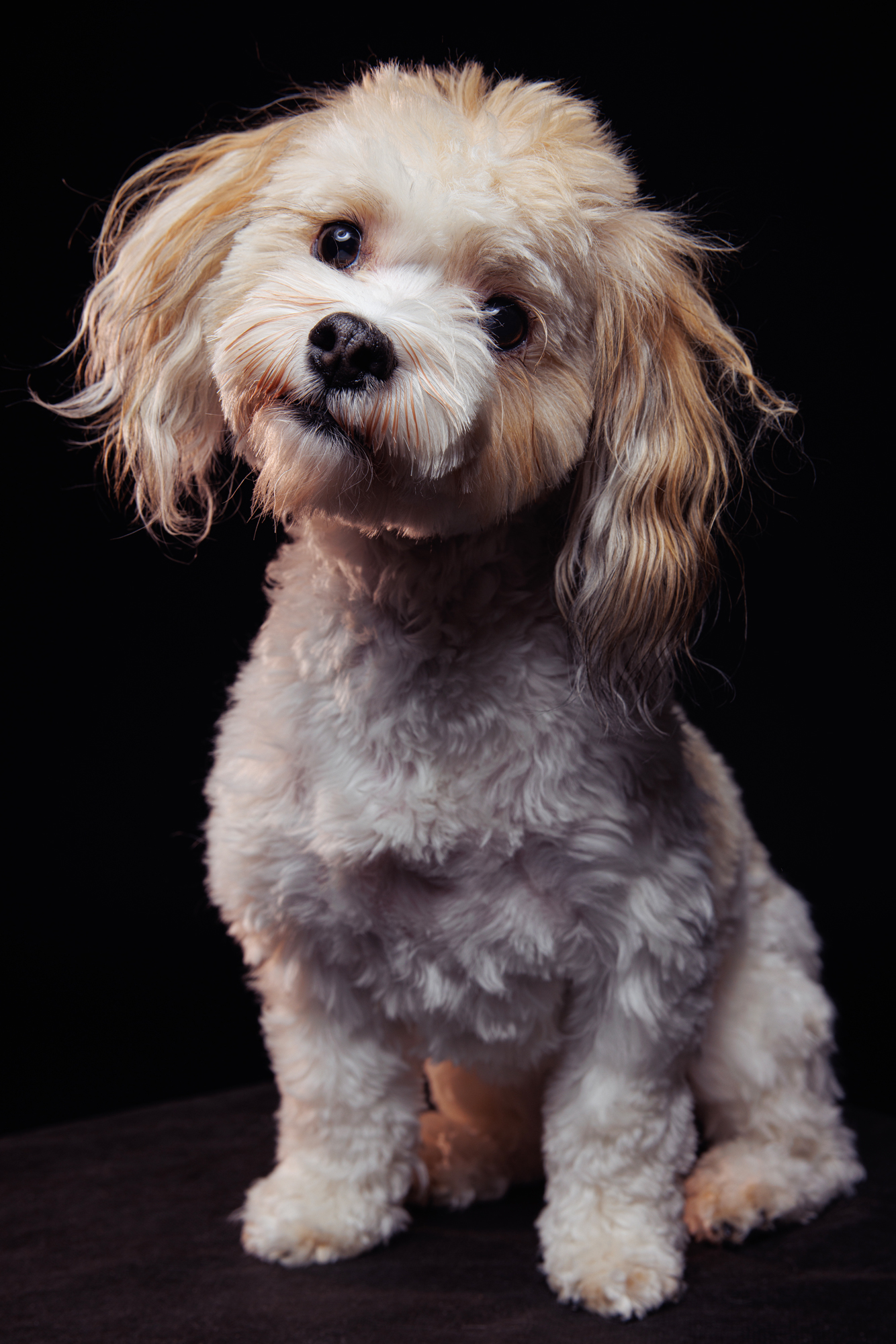 Izzy the Havanese Puptrait Pet Photography