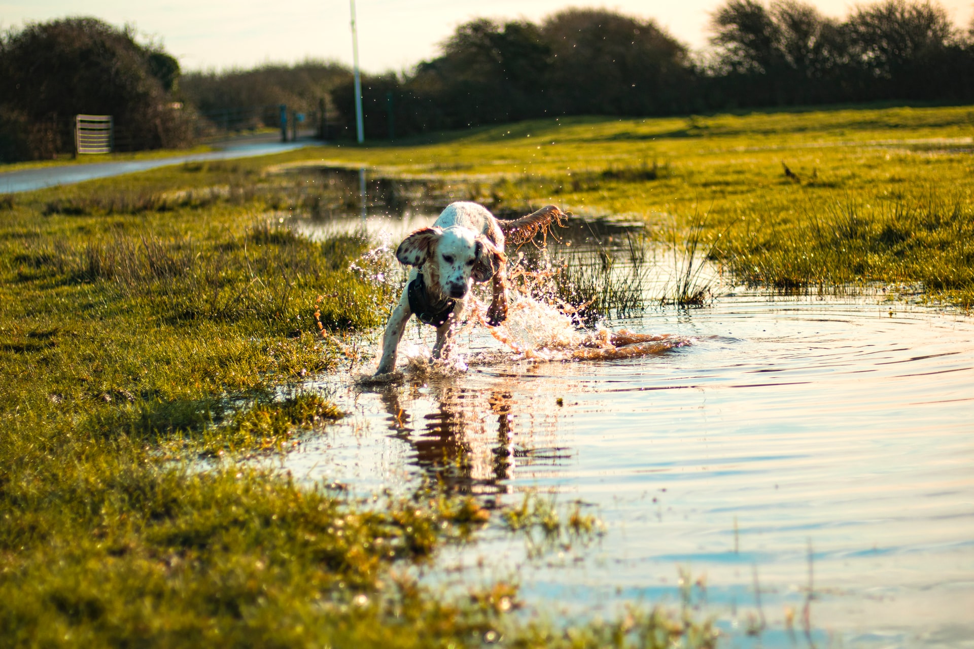 10 Easy Ways To Get Mud Off Your Dog's Paws PupTraveller
