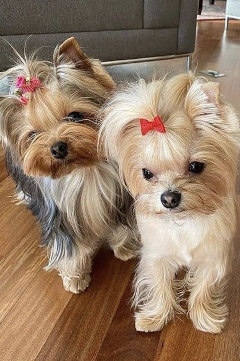 10 Teacup Dog Breeds For Tiny Canine Lovers, 47 OFF