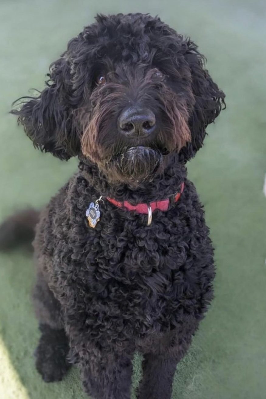 Black Goldendoodle Guide Everything You Need To Know! PupTraveller