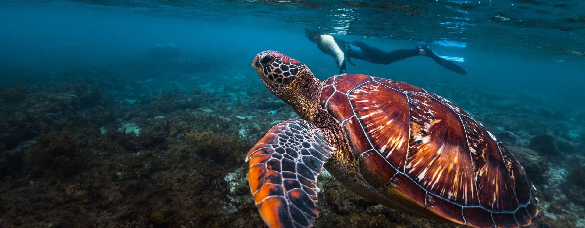 Turtle Snorkel Discount Code at Laura Rhodes blog