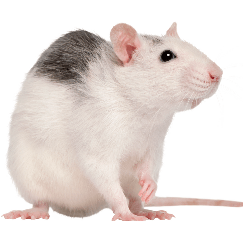 Vitamin C and Cortisol