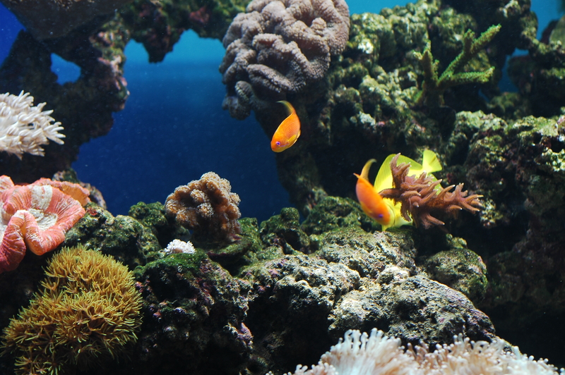 Fish Don’t Know the Water They Swim In PureDirection, LLC