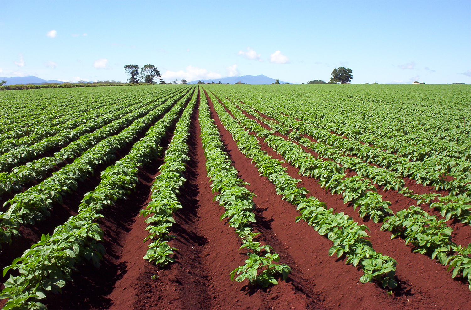 Potato Pak Pure Advantage