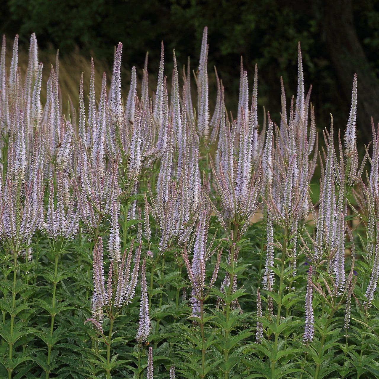 Culver’s Root Wildflower Seeds Pure Air Natives
