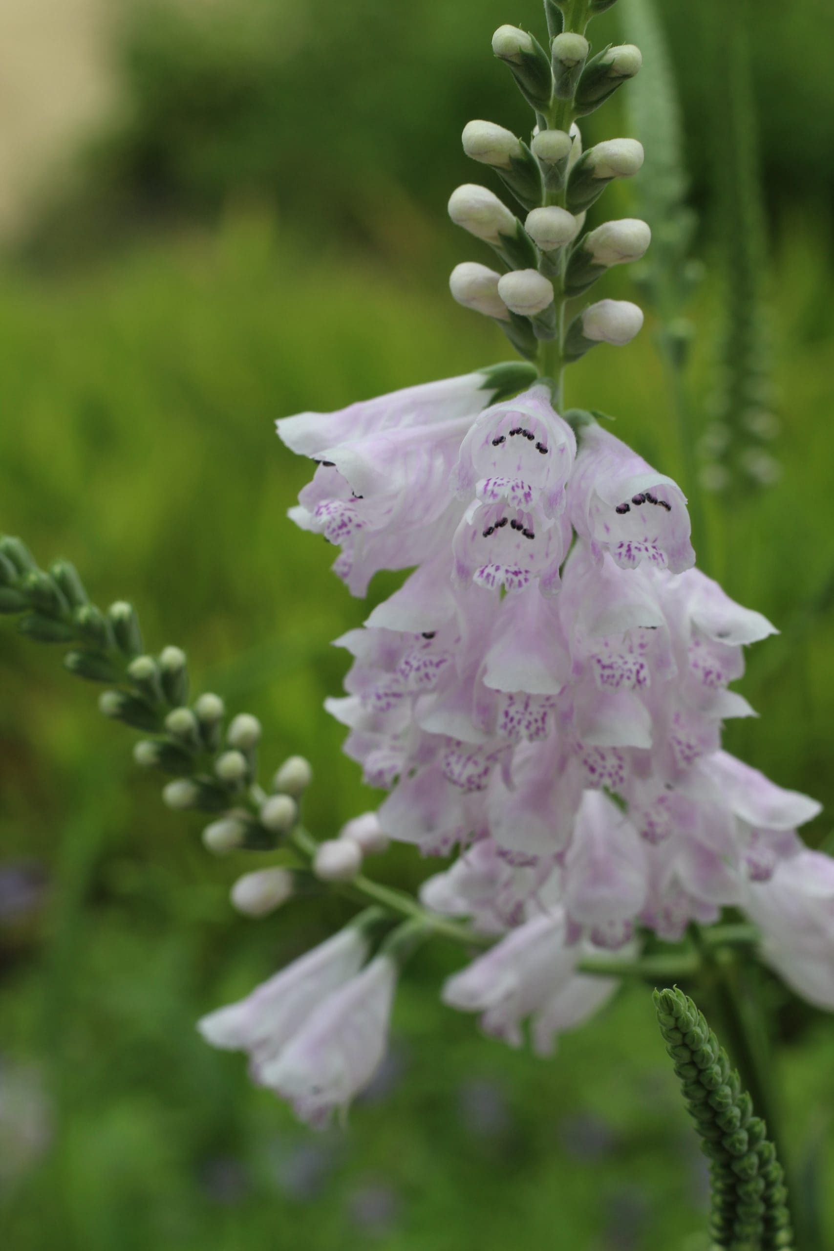 Obedient Plant (Physostegia virginiana) Native Wildflower Seeds