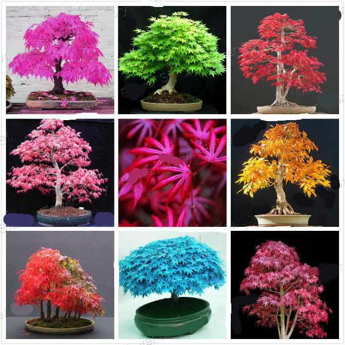 Japanese Bonsai Tree Seeds 8 Kinds 20 Pcs Pure Bonsai