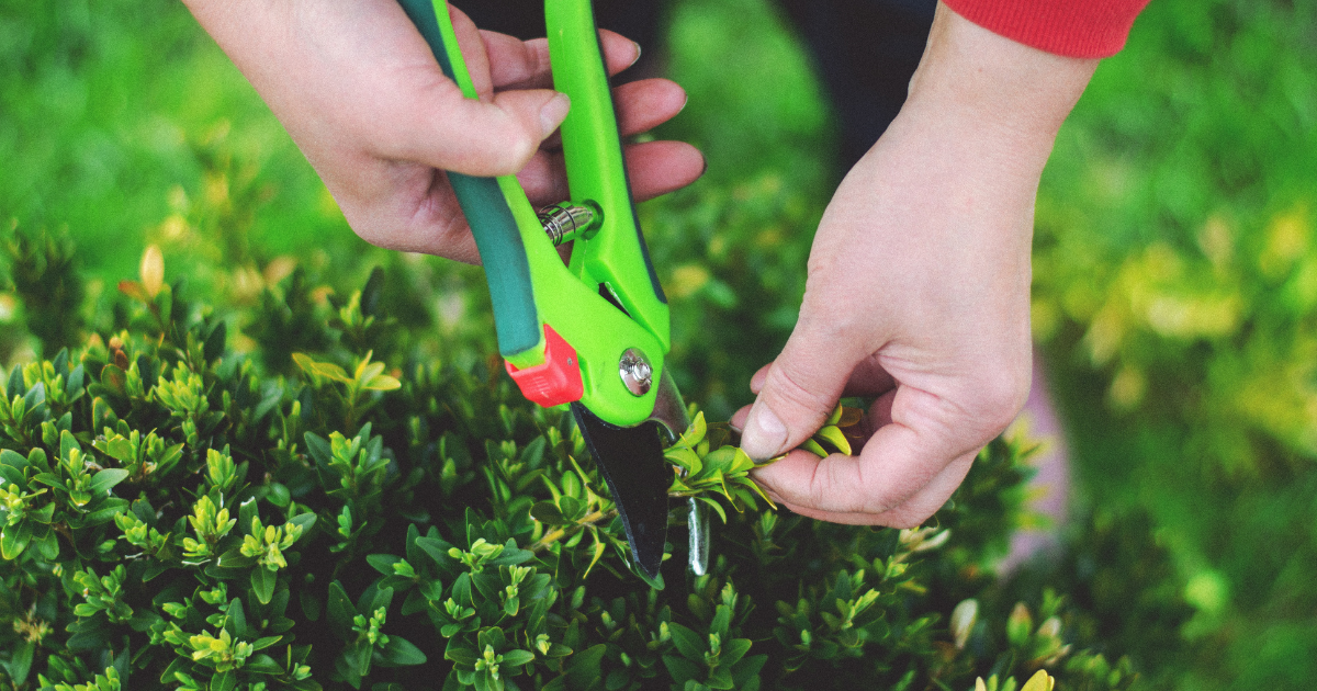 How to Plant Bonsai Seeds & Grow Your Bonsai Trees Pure Bonsai