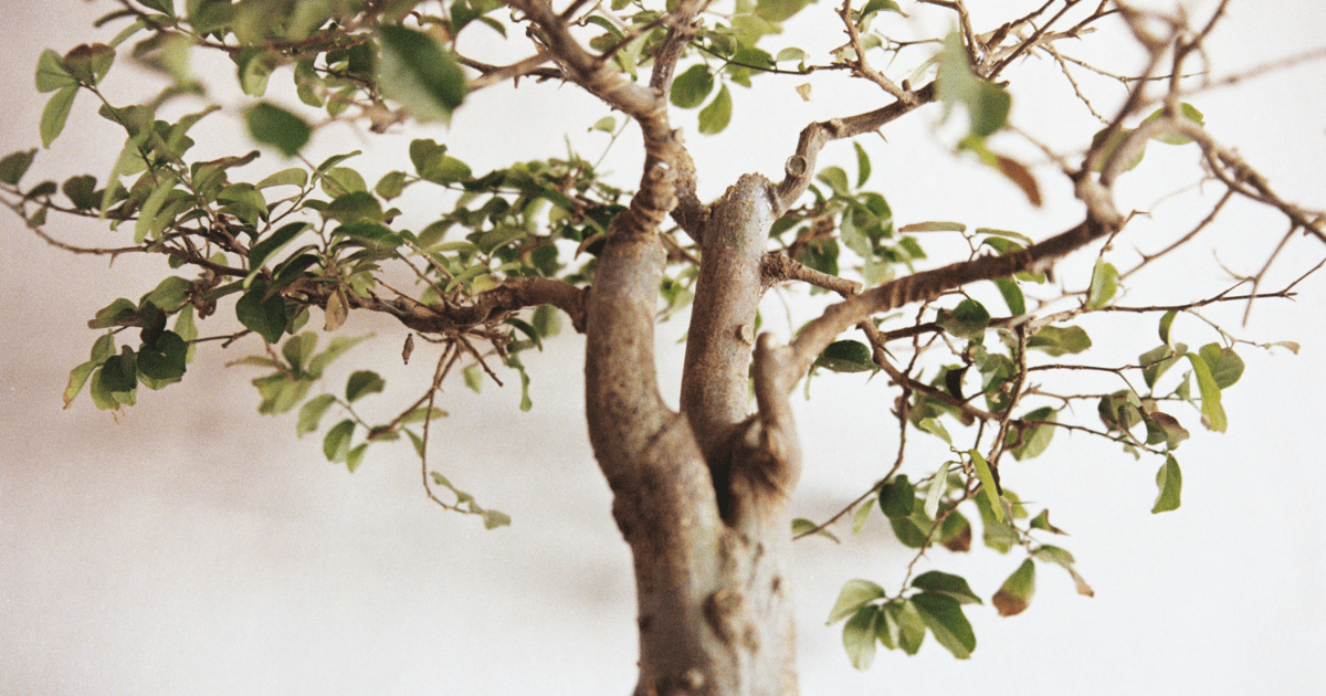Bonsai Seed Species Discover the Benefits