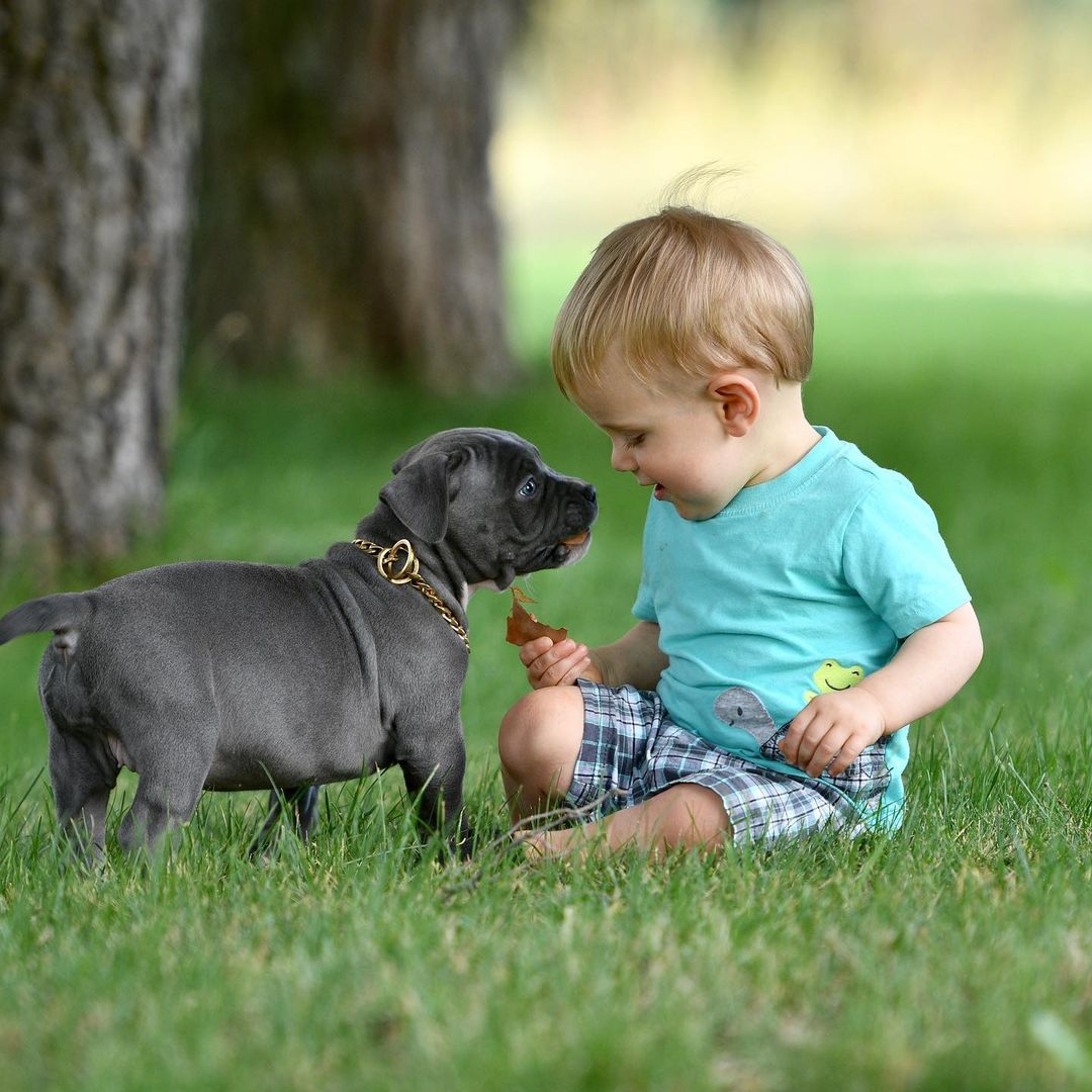 PUPPIES FOR SALE Purebred pitbull puppies for sale Pitbull puppies