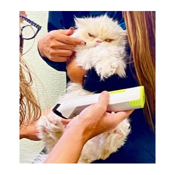 Miss Snow – Purebreds Plus