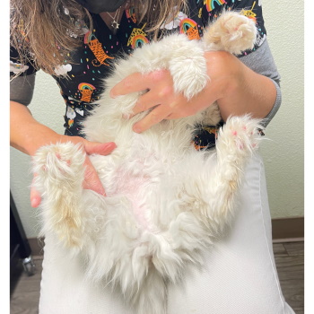 Miss Snow – Purebreds Plus