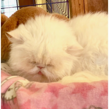 Miss Snow – Purebreds Plus