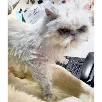 Miss Snow – Purebreds Plus