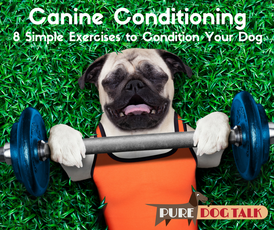 45 Canine Conditioning 8 Simple Exercises from Dixie Rae Sick Pure Dog Talk