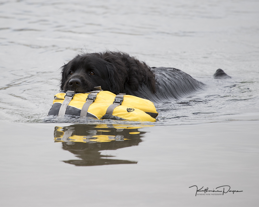 Do Newfoundland Dogs Like To Swim