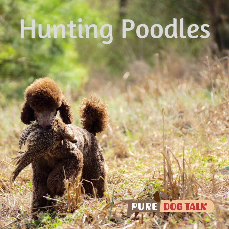 Standard Poodle Hunting
