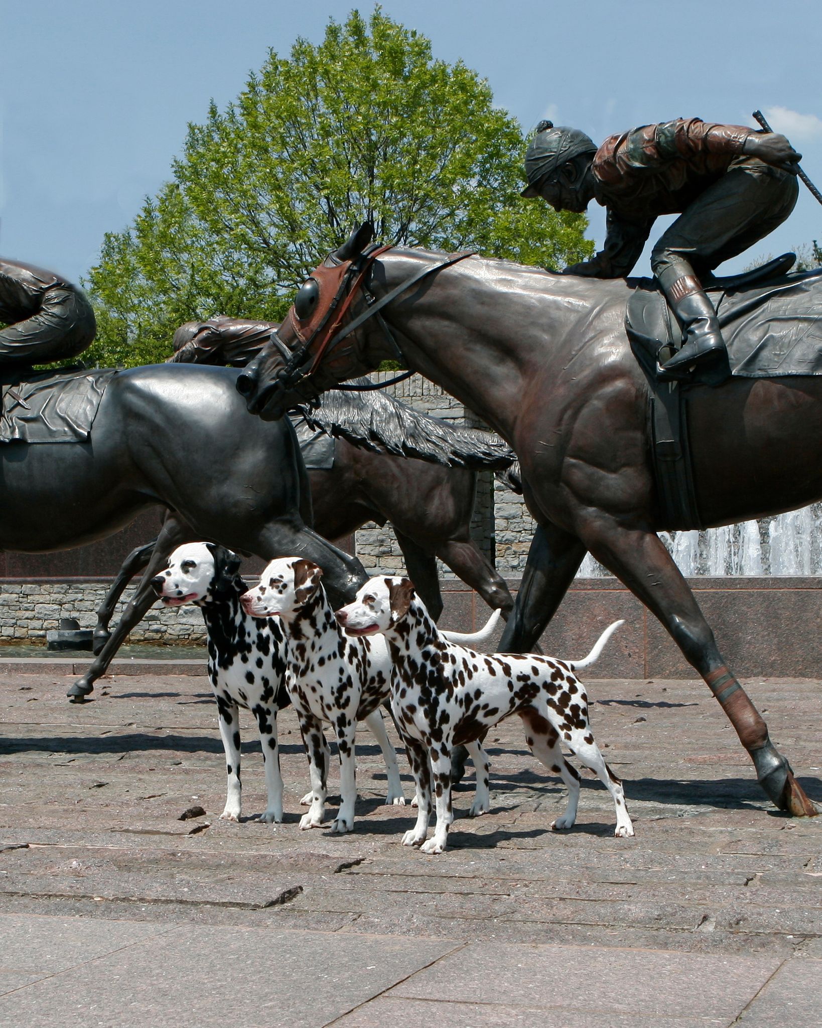 431 Dalmatians the “Brilliant, Spotted, Energized” Dogs of Croatia
