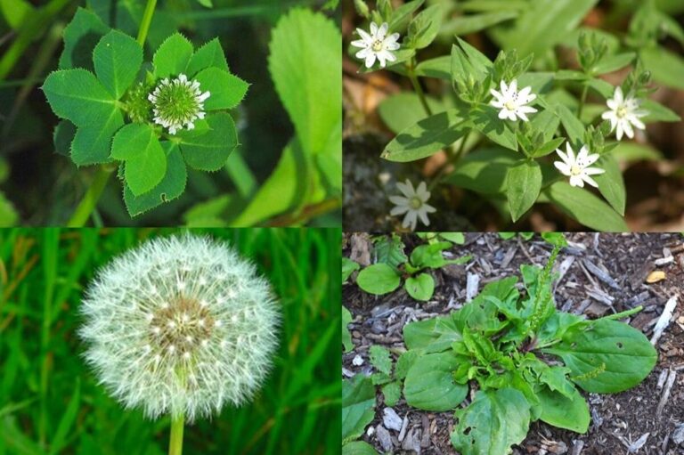 How to Get Rid of Broadleaf Weeds in Your Yard Pure Green LLC