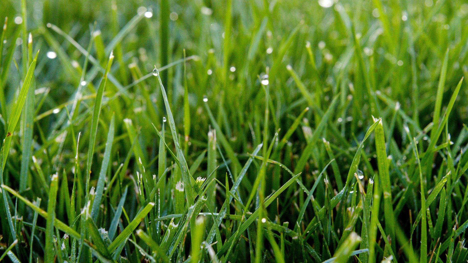 How to Best Protect Turf from Scorch! Nashville Lawn Care Pure