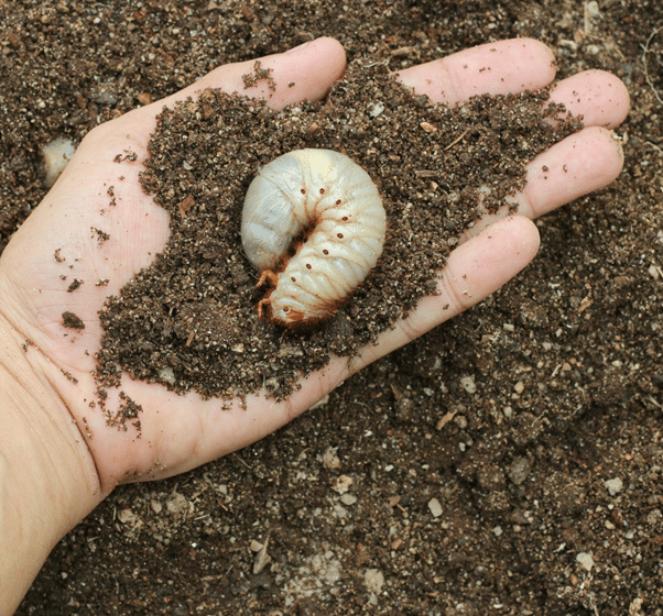 What Is Grub Control and the Benefits for Your Lawn? Pure Home