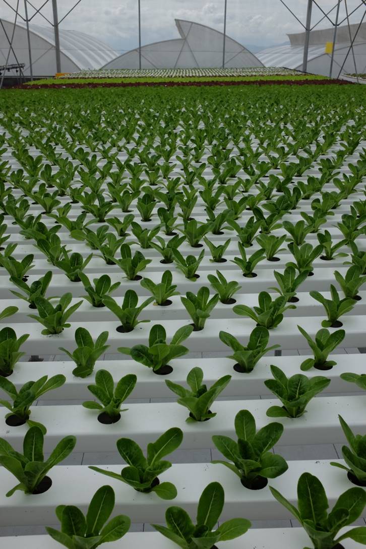 Nft System / Commercial Hydroponics Nft System At Rs 60000