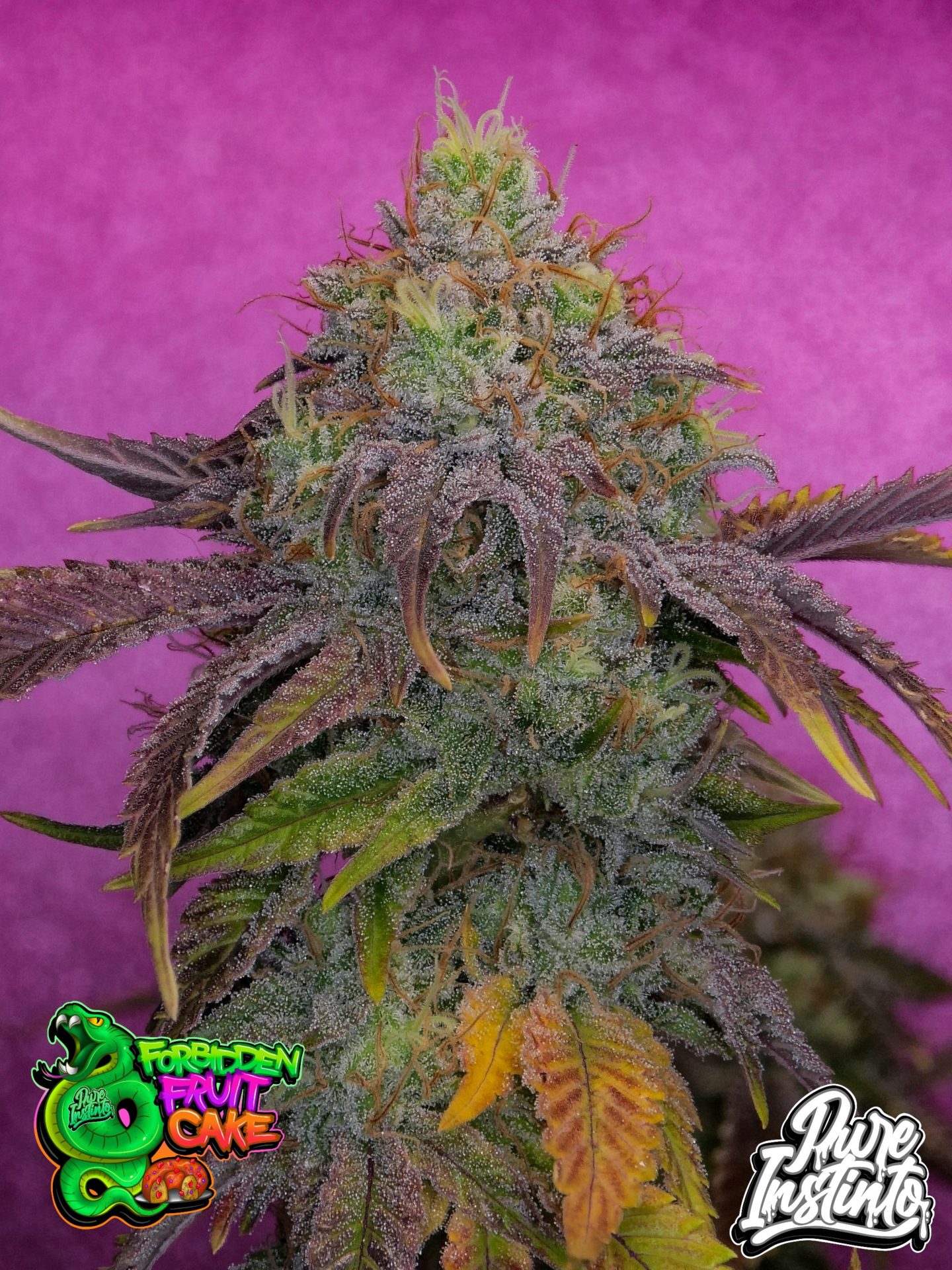 Forbidden Fruit Cake Strain Pure Instinto
