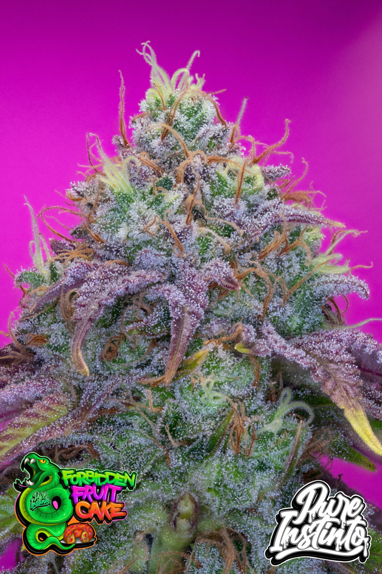 Forbidden Fruit Cake Strain Pure Instinto