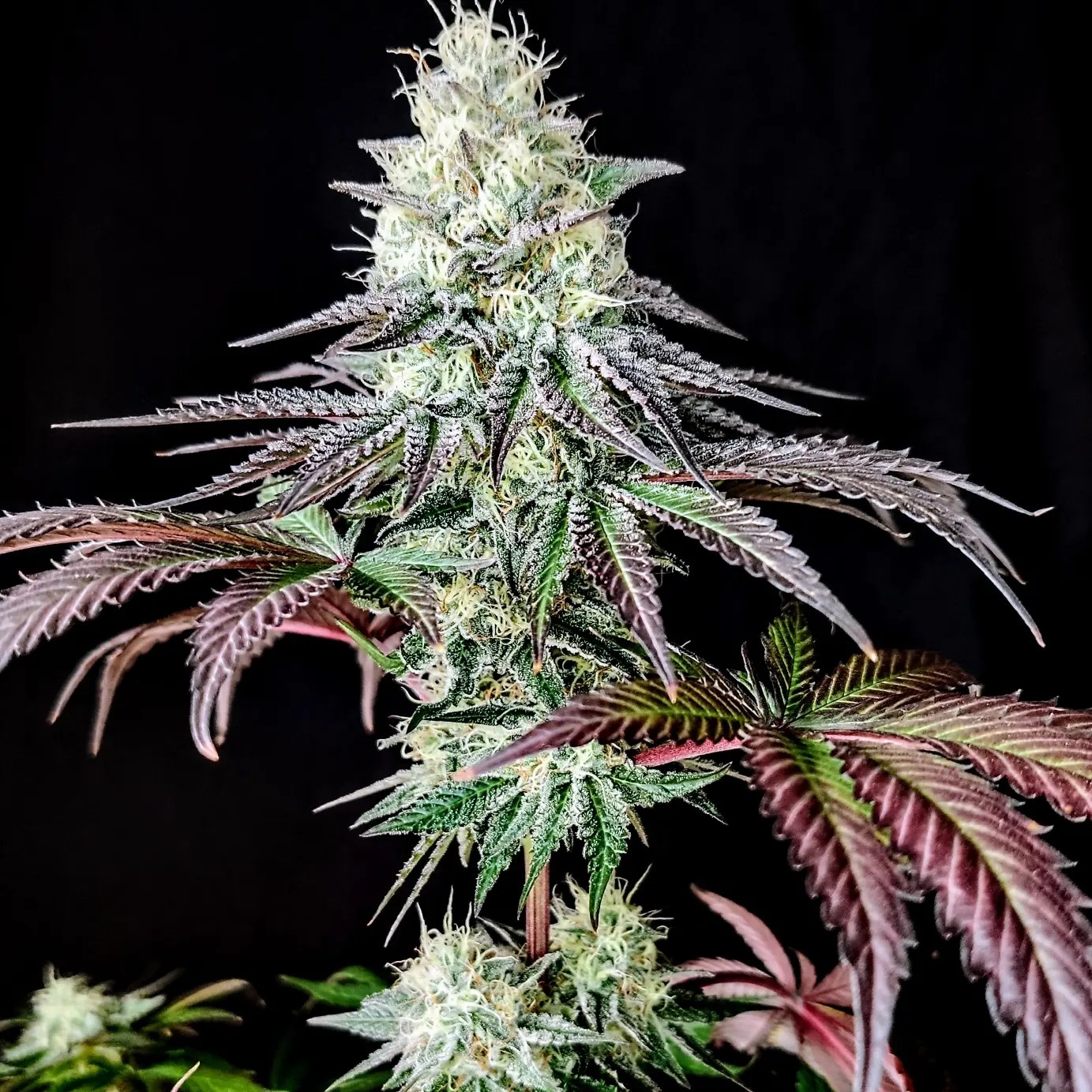 Garlic Cookies Weed Strain Pure Instinto