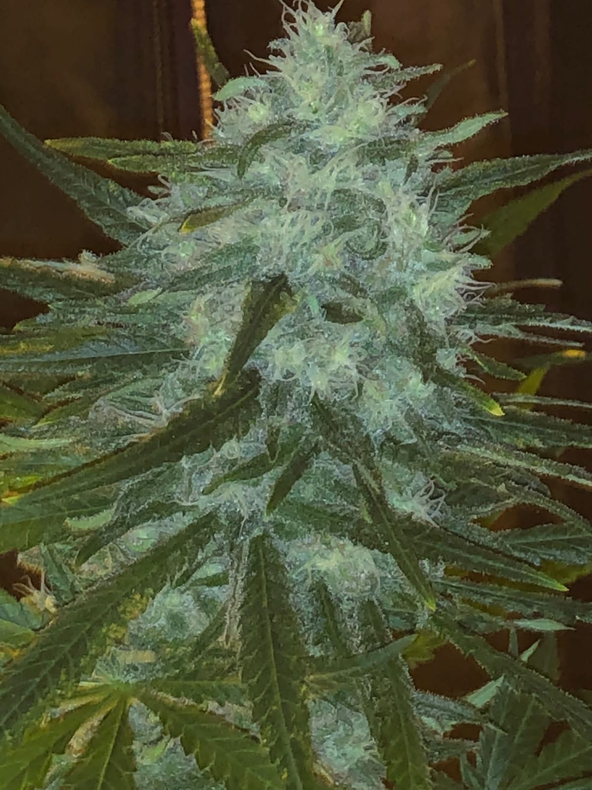 Wedding Cake Seeds Pure instinto